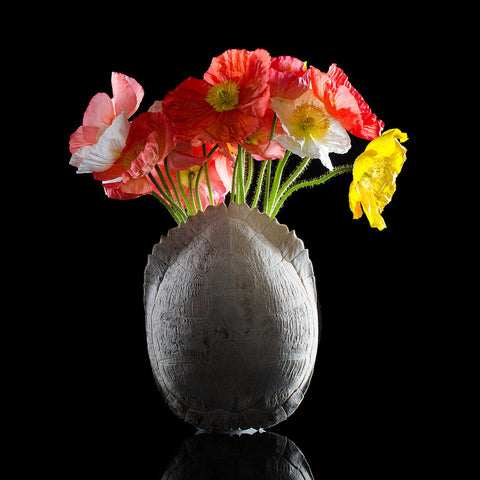 Poppies in a Turtle Shell