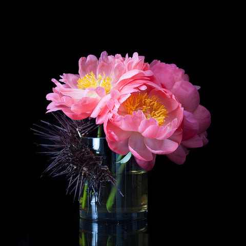 Coral Peonies