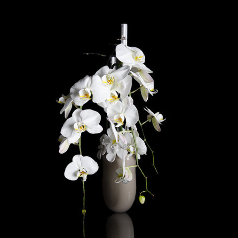 Porcelain Flowers & Phalaenopsis Orchids
