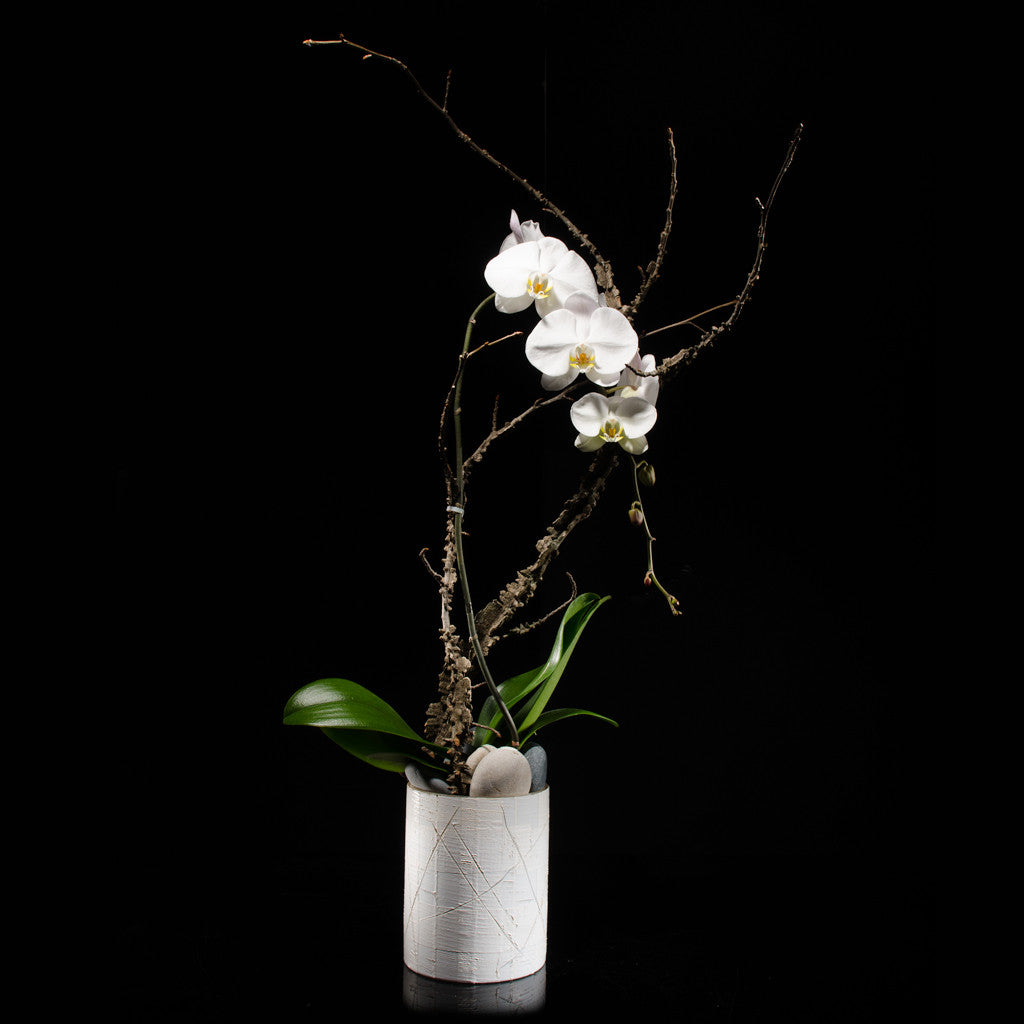 Cascading orchid