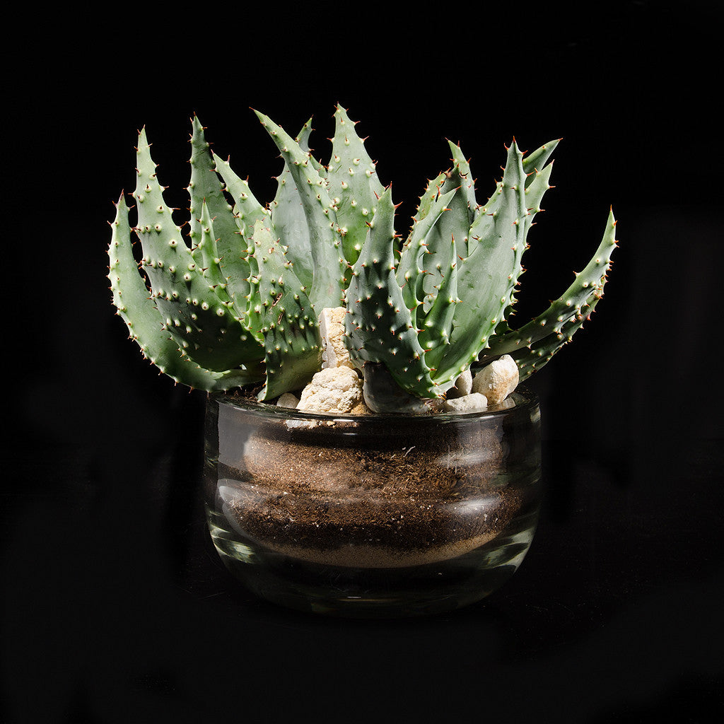 aloe vera plant in glass vase Aloe and quartz – Grange Hall